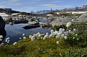 Tall cottongrass (Eriophorum angustifolium), Bear's Archipelago, East Coast Greenland