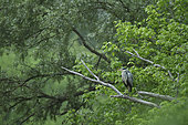 Grey Heron (Ardea cinerea) on a dead tree overlooking a secondary arm of the Loire river, Loire Valley, Burgundy, France