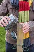 Sunflower seeds for bird feed preparation in a garden