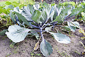 Red cabbage in an organic vegetable garden, summer, Moselle, France