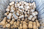 Butternut squash harvest, autumn, Pas de Calais, France