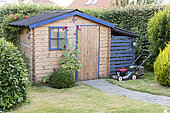 Hollyhock in front of a garden shed, summer, Pas de Calais, France