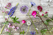 Floral assortment on a garden table, spring, Pas de Calais, France