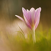 Meadow Saffron (Colchicum autumnale) in a sheep pasture at the end of summer, Allier, Auvergne, France