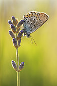 Silver-studded Blue (Plebejus Argus) female against the light on a mountain lavender, Drôme, Rhône-Alpes, France