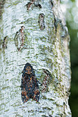 Death's-head Hawk-moth (Acherontia atropos) on a trunk of Birch one evening of October, Bocage bourbonnais, Allier, Auvergne, France