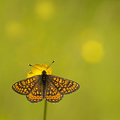 Marsh Fritillary (Euphydryas aurinia) on a butter cup in a wetland, Bocage bourbonnais, Allier, Auvergne, France
