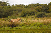 Henson horse in the Crotoy marsh at the end of summer, Baie de Somme, Picardie, France