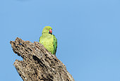 Rose-ringed parakeet (Psittacula krameri) on a branch, Kaziranga National Park, State of Assam, India