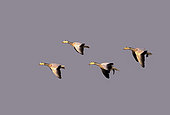 Bar-headed goose (Anser indicus), group in flight, Kaziranga National Park, State of Assam , India