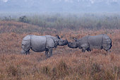 Asian One-horned rhino or Indian Rhinoceros or Greater One-horned Rhinoceros (Rhinoceros unicornis) facing, Kaziranga National Park, State of Assam, India