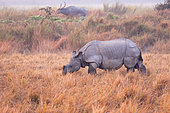 Asian One-horned rhino or Indian Rhinoceros or Greater One-horned Rhinoceros (Rhinoceros unicornis), Kaziranga National Park, State of Assam, India