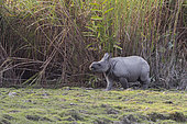 Asian One-horned rhino or Indian Rhinoceros or Greater One-horned Rhinoceros (Rhinoceros unicornis) baby, Kaziranga National Park, State of Assam, India