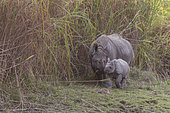 Asian One-horned rhino or Indian Rhinoceros or Greater One-horned Rhinoceros (Rhinoceros unicornis) mother and baby, Kaziranga National Park, State of Assam, India