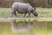 Asian One-horned rhino or Indian Rhinoceros or Greater One-horned Rhinoceros (Rhinoceros unicornis) on bank, Kaziranga National Park, State of Assam, India
