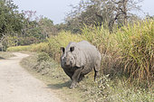 Asian One-horned rhino or Indian Rhinoceros or Greater One-horned Rhinoceros (Rhinoceros unicornis) crosses the road and urinates under stress, Kaziranga National Park, State of Assam, India