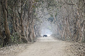 Sanglier d'Eurasie (Sus scrofa) traversant un piste dans une allée d'arbres, Parc national de Kaziranga, site classé au patrimoine mondial de l'Unesco, Assam, Inde