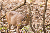 Hog Deer ( Axis porcinus or Hyelaphus porcinus), Kaziranga National Park, State of Assam, India
