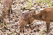 Hog Deer ( Axis porcinus or Hyelaphus porcinus) with young, Kaziranga National Park, State of Assam, India
