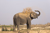 Domestic Asian Elephant (Elephas maximus) dust bathing, Kaziranga National Park, State of Assam, India
