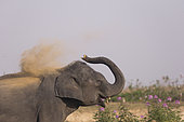 Domestic Asian Elephant (Elephas maximus) dust bathing, Kaziranga National Park, State of Assam, India
