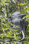 Asian Elephant (Elephas maximus), wild in the forest, Kaziranga National Park, State of Assam, India