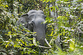 Asian Elephant (Elephas maximus), wild in the forest, Kaziranga National Park, State of Assam, India