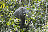 Asian Elephant (Elephas maximus), wild in the forest, Kaziranga National Park, State of Assam, India