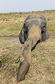 Domestic Asian Elephant (Elephas maximus) dust bathing, Kaziranga National Park, State of Assam, India