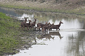 Swamp deer (Cervus duvaucelii ranjitsinghii ou Rucervus duvaucelii ranjitsinghii) crossing a river, Kaziranga National Park, State of Assam, India