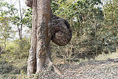 Burf (American english), or bur or burr on a bark of a tree, Kaziranga National Park, State of Assam, India