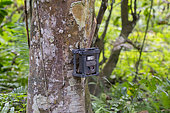 Veillance camera attached to a tree, camera trap, Kaziranga National Park, State of Assam, India