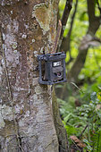 Veillance camera attached to a tree, camera trap, Kaziranga National Park, State of Assam, India