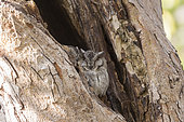 Collared scops owl (Otus lettia),couple perched on a tree during the day,Ranthambore National Park,Rajasthan, India