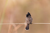 Red-vented bulbul (Pycnonotus cafer) on a wire, Kaziranga National Park, State of Assam, India