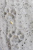 Footprints of Bengal tiger (Panthera tigris tigris) Kaziranga National Park, State of Assam, India