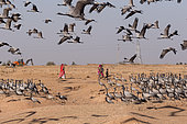 Demoiselle Crane (Anthropoides virgo) human activities (agricultural or otherwise) persist and may temporarily disrupt birds. Kichan, a village in the Marwari Jain community, whose inhabitants feed every winter since 1970, the wintering Cranes, Thar Desert, Rajasthan, India