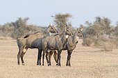 Nilgai or blue bull (Boselaphus tragocamelus), males, Bikaner, Rajasthan, India