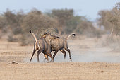 Nilgai or blue bull (Boselaphus tragocamelus), fight between two youngs males, Bikaner, Rajasthan, India