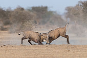 Nilgai or blue bull (Boselaphus tragocamelus), fight between two youngs males, Bikaner, Rajasthan, India