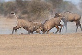 Nilgai or blue bull (Boselaphus tragocamelus), fight between two youngs males, Bikaner, Rajasthan, India