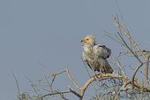 Egyptian vulture (Neophron percnopterus), also called the white scavenger vulture or pharaoh's chicken, on a branch, Bikaner, Rajasthan, India