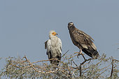 Egyptian vulture (Neophron percnopterus), also called the white scavenger vulture or pharaoh's chicken, one adult white and one brown immature, perched on a tree, Bikaner, Rajasthan, India