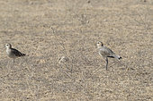 Sociable Lapwing (Vanellus gregarius) on ground, Bikaner, Rajasthan, India