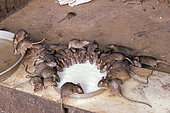 Rats (reincarnated poets, bards and storytellers) at the Temple of Karni Mata (over 600 years), drink milk offered by pilgrims, Deshnok, Rajasthan, India