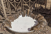 Rats (reincarnated poets, bards and storytellers) at the Temple of Karni Mata (over 600 years), drink milk offered by pilgrims, Deshnok, Rajasthan, India
