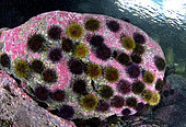 Purple sea urchin (Sphaerechinus granularis) on rock, Lanzarote, Canary Islands.