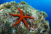 Red starfish (Echinaster sepositus) on the bottom, La Palma, Canary Islands.
