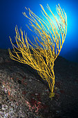 Yellow seafan (Leptogorgia viminalis) La Gomera Underwater backgrounds of the Canary Islands
