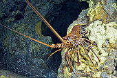 Painted spiny lobster (Panulirus echinatus) on the bottom, La Palma, Canary Islands